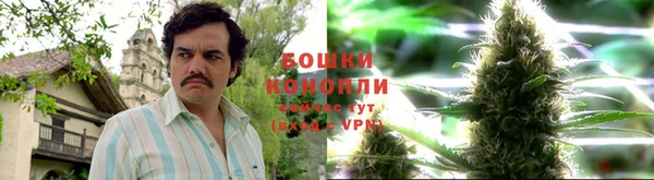 прущие грибы Богородицк